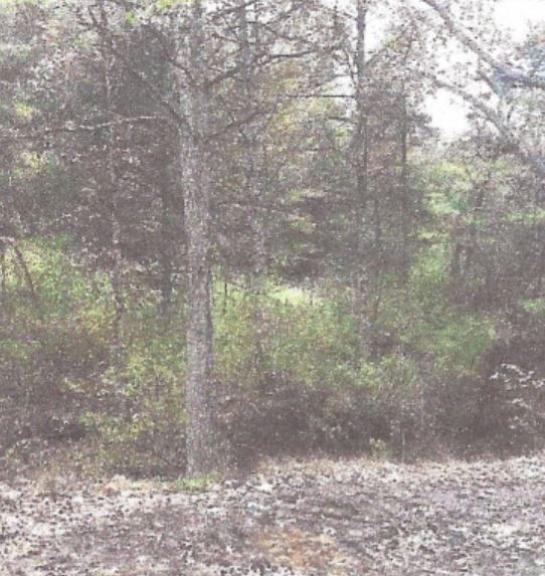 Image for {bw_title}