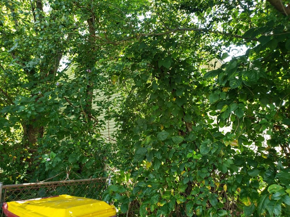 Image for Real Estate Auction