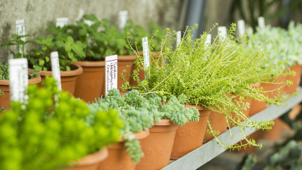 Spring pa montgomery, bucks county planting