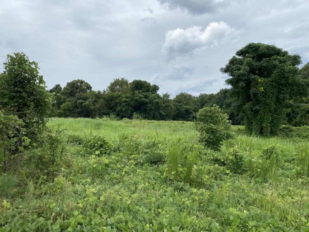 Image for NO RESERVE: Real Estate Auction - 18.25 +/- Acres