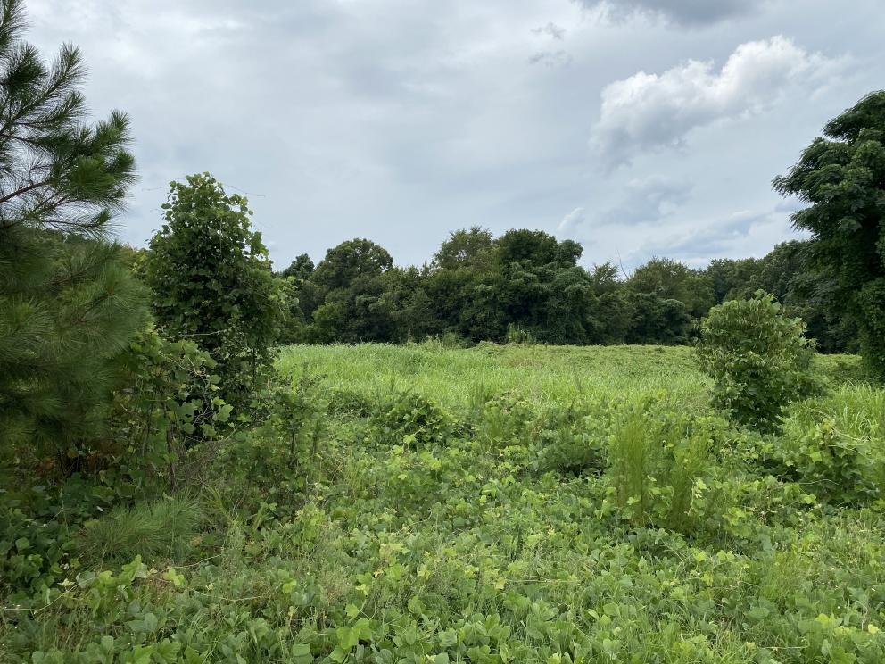 Image for NO RESERVE: Real Estate Auction - 18.25 +/- Acres