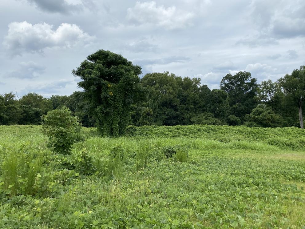 Image for 14.77+/- Acres in Union, SC Selling to the Highest Bidder